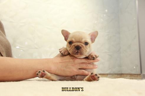 成約済の東京都のフレンチブルドッグ-114770の5枚目