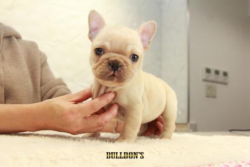 成約済の東京都のフレンチブルドッグ-114770の3枚目