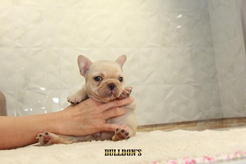 成約済の東京都のフレンチブルドッグ-114770の2枚目