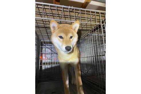 成約済の広島県の柴犬-114822の1枚目