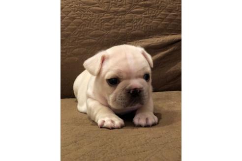 子犬