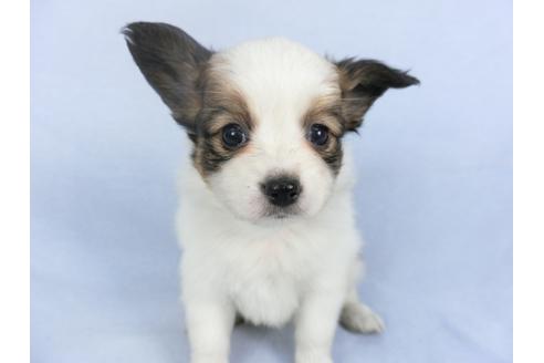 成約済の千葉県のパピヨン-114836