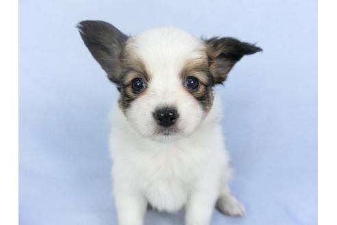 成約済の千葉県のパピヨン-114836の4枚目