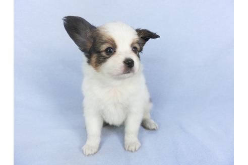 成約済の千葉県のパピヨン-114836の3枚目