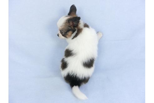 成約済の千葉県のパピヨン-114836の2枚目