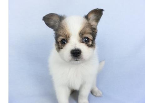 成約済の千葉県のパピヨン-114838の1枚目