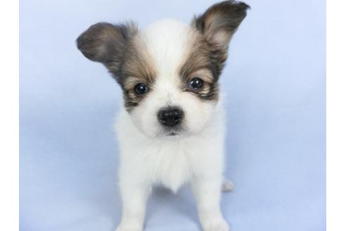 成約済の千葉県のパピヨン-114838の4枚目