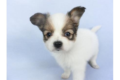 成約済の千葉県のパピヨン-114838の3枚目