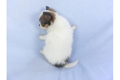 成約済の千葉県のパピヨン-114838の2枚目