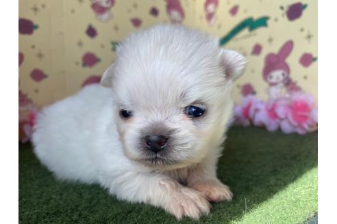 成約済の栃木県のミックス犬-113528の11枚目