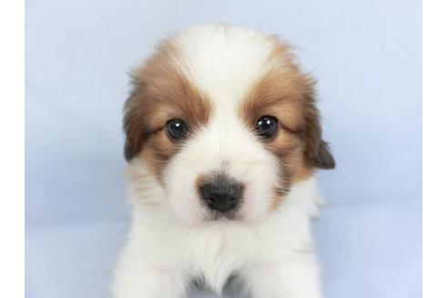 成約済の千葉県のパピヨン-114840の1枚目