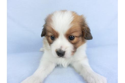 成約済の千葉県のパピヨン-114840の4枚目