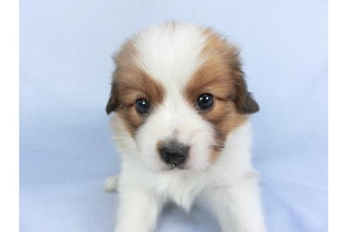 成約済の千葉県のパピヨン-114840の3枚目