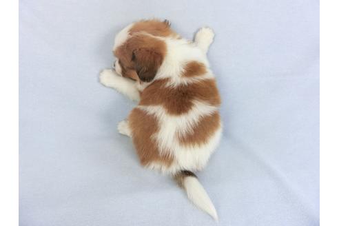 成約済の千葉県のパピヨン-114840の2枚目