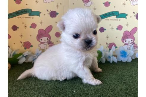 成約済の栃木県のミックス犬-113530の11枚目
