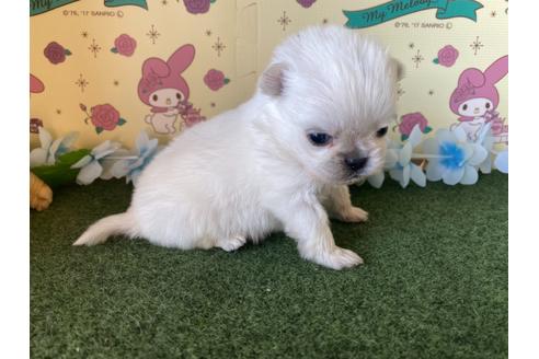 成約済の栃木県のミックス犬-113530の10枚目