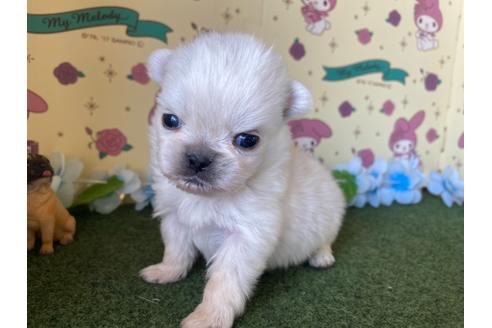 成約済の栃木県のミックス犬-113530の9枚目