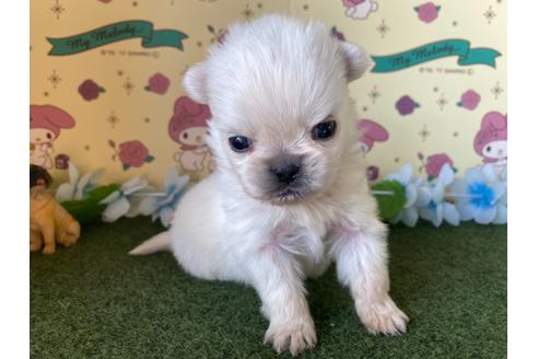 成約済の栃木県のミックス犬-113530の8枚目