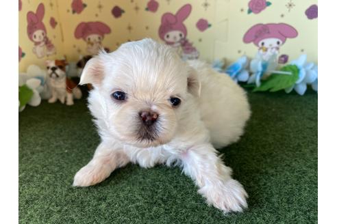 成約済の栃木県のミックス犬-113533の11枚目