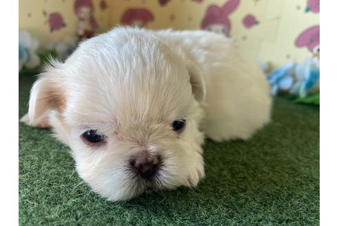 成約済の栃木県のミックス犬-113533の10枚目
