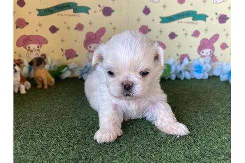 成約済の栃木県のミックス犬-113533の9枚目