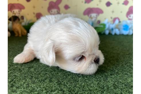 成約済の栃木県のミックス犬-113533の8枚目