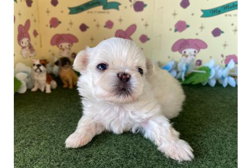 成約済の栃木県のミックス犬-113533の7枚目