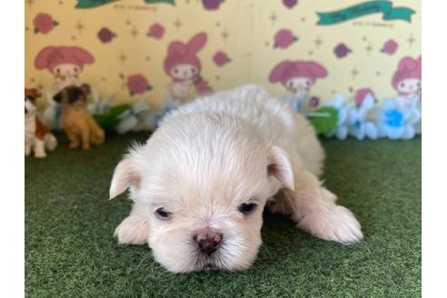 成約済の栃木県のミックス犬-113533の6枚目