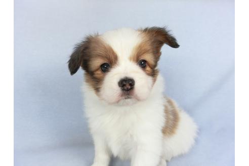 成約済の千葉県のパピヨン-114841の1枚目