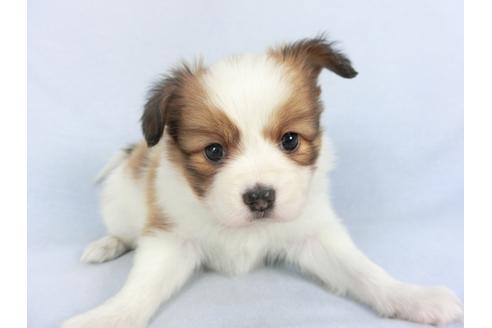 成約済の千葉県のパピヨン-114841の3枚目