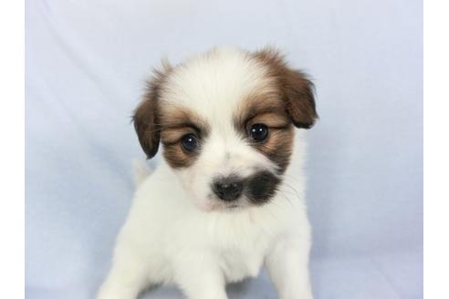 成約済の千葉県のパピヨン-114842の1枚目