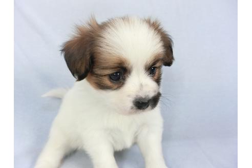 成約済の千葉県のパピヨン-114842の4枚目