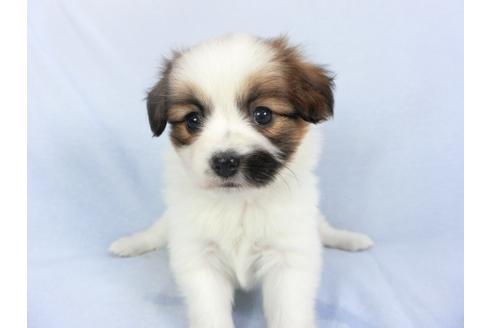 成約済の千葉県のパピヨン-114842の3枚目