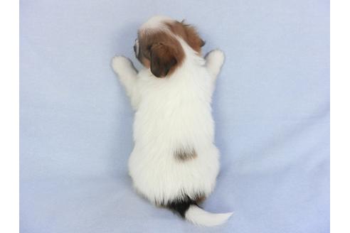 成約済の千葉県のパピヨン-114842の2枚目