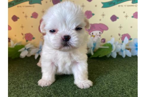 成約済の栃木県のミックス犬-113532の11枚目