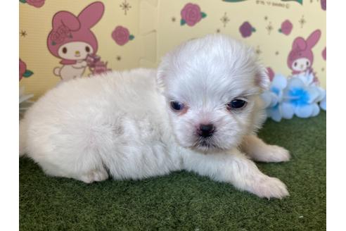 成約済の栃木県のミックス犬-113532の9枚目