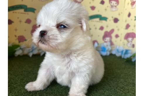 成約済の栃木県のミックス犬-113532の6枚目