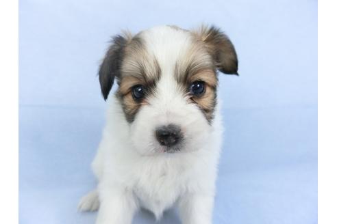 成約済の千葉県のパピヨン-114844の1枚目