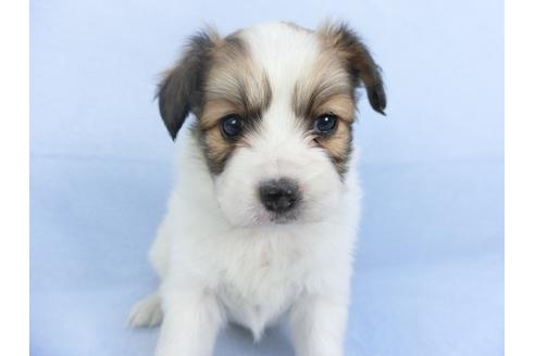 成約済の千葉県のパピヨン-114844の4枚目