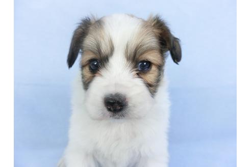 成約済の千葉県のパピヨン-114844の3枚目