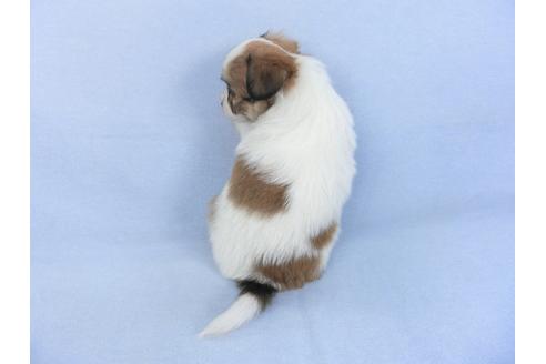 成約済の千葉県のパピヨン-114844の2枚目