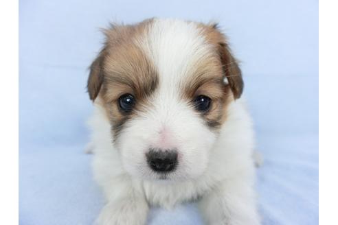 成約済の千葉県のパピヨン-114845の1枚目