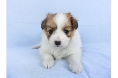 成約済の千葉県のパピヨン-114845の4枚目