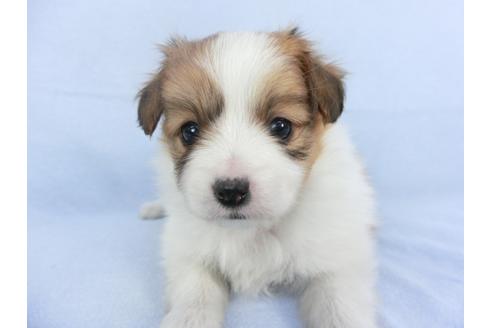 成約済の千葉県のパピヨン-114845の3枚目