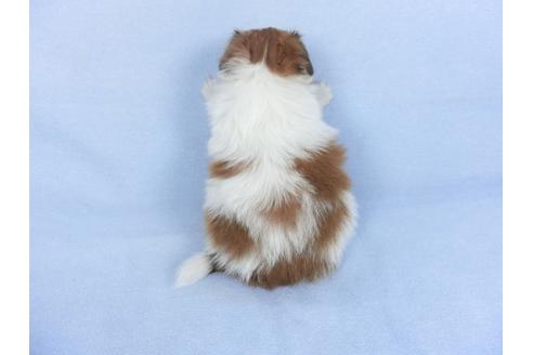 成約済の千葉県のパピヨン-114845の2枚目