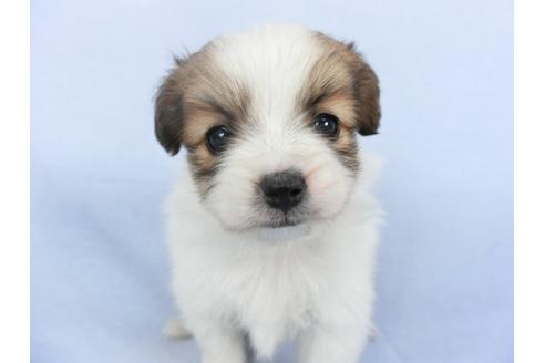 成約済の千葉県のパピヨン-114846