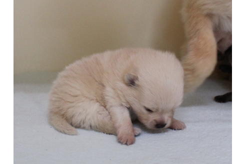 成約済の熊本県のポメラニアン-114175の5枚目