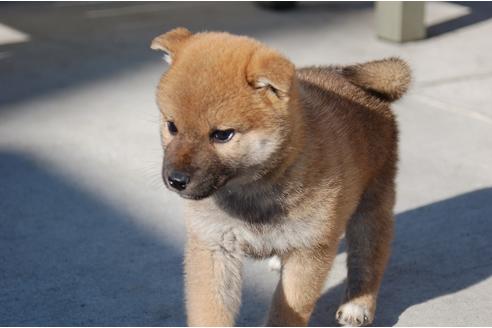 成約済の埼玉県の柴犬-114864の6枚目