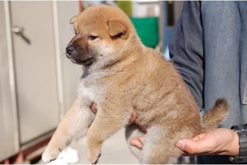 成約済の埼玉県の柴犬-114864の5枚目