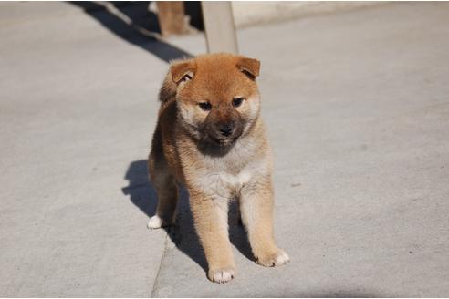 成約済の埼玉県の柴犬-114864の4枚目